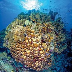 Coral Reef Knowledge